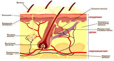 Кожа.jpg (104.45 КБ) 27930 просмотров Кожа.jpg