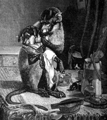 Bradobrei.732.Singe.WilliamTrood.jpg