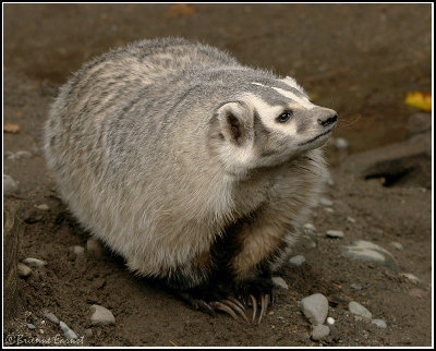 Badger_I_by_oOBrieOo.jpg