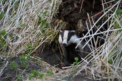 БаРсУг.jpg (187.56 КБ) 38207 просмотров БаРсУг.jpg