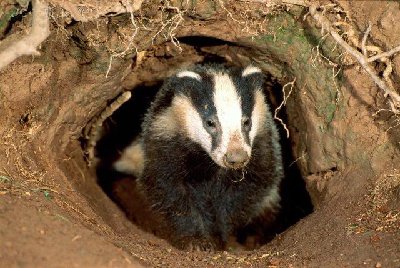 Badger%20coming%20out%20of%20sett.jpg