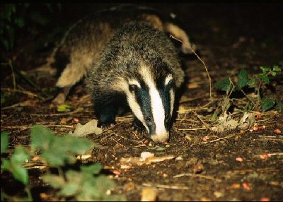 Looking%20for%20dinner.jpg (81.71 КБ) 38024 просмотра Looking%20for%20dinner.jpg