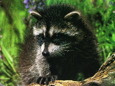 0442.jpg (191.29 КБ) 38068 просмотров 0442.jpg