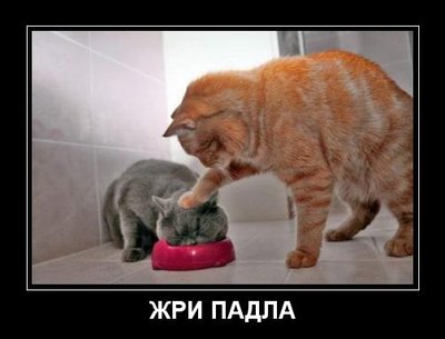 dmtmp_imgdmr_1322503229_2085.jpg