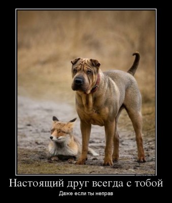 82912051_nastoyaschij-drug-vsegda-s-toboj.jpg