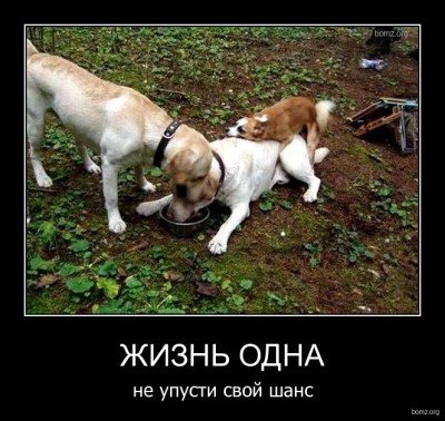 962861-2010.10.31-10.52.18-bomz.org-demotivator_jizn_odna_ne_upusti_svoyi_shans.jpg