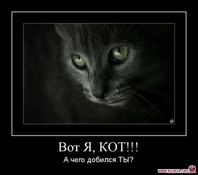кот.jpg