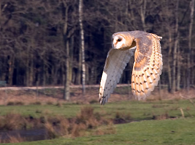 Flying_owl.jpg