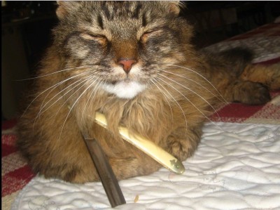 кот коток котишка.jpg