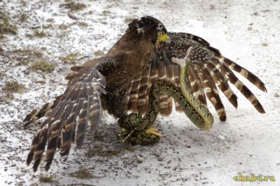 podborkj_watermark_5143b9cd7efa6e6b37307b2c_108_24_10_10_se.jpeg