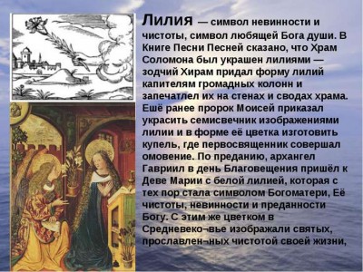 лилии.jpg