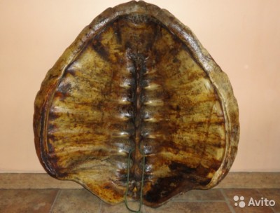 1270995755.jpg (76.4 КБ) 11397 просмотров 1270995755.jpg