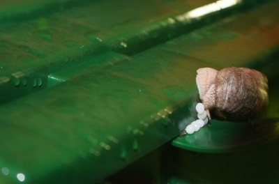 Улитка.jpg (57.05 КБ) 11920 просмотров Улитка.jpg