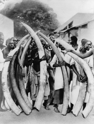 Аборигены со слоновьими клыками, Дар-эс-Салам, около 1900 года.jpg