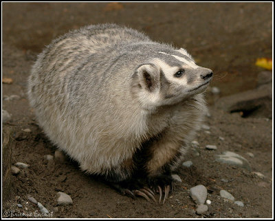 Badger_I_by_oOBrieOo.jpg (165.31 КБ) 37979 просмотров Badger_I_by_oOBrieOo.jpg