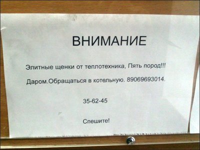 щенки.jpg