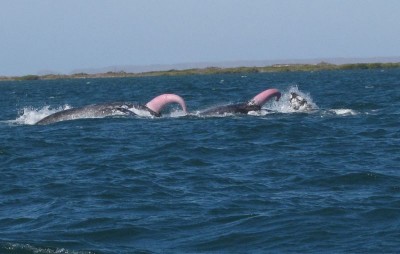 whale_penis_01.jpg
