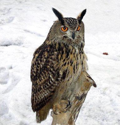 Bubo_bubo_winter_1.jpg