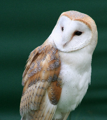 Tyto_alba_close_up.jpg