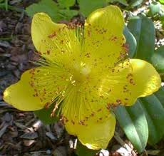 Rose of Sharon.jpg