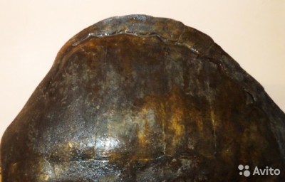 1270995010.jpg (62.26 КБ) 11366 просмотров 1270995010.jpg