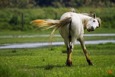 Camargue10.jpg