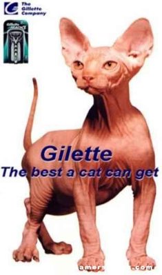 GilletteCat.JPG